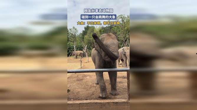 跳舞的大象在线观看,在线观看感受独特魅力